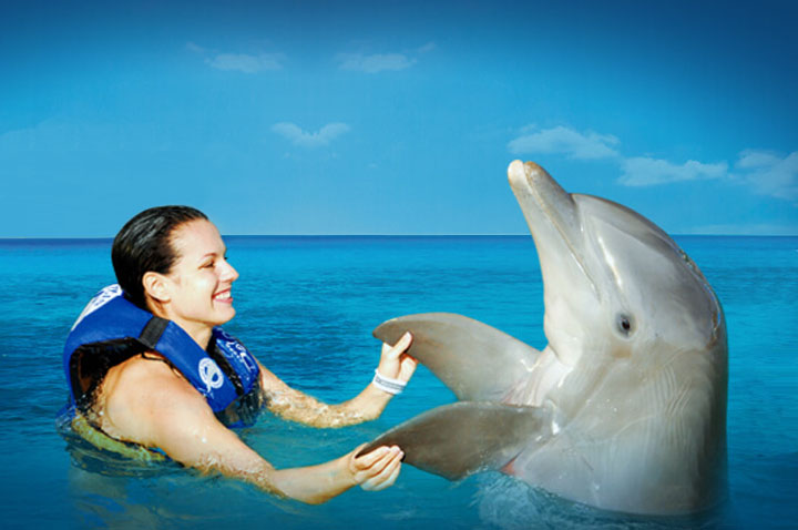CTbC - Dolphins Swim Adventure + Memories - Activity