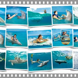 CTbC - Dolphins Swim Adventure + Memories - Activity