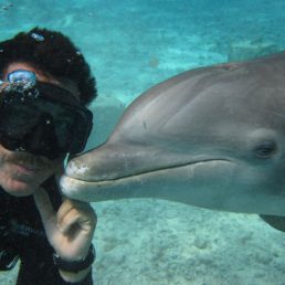 CTbC - Activity - Dive with Dolphins